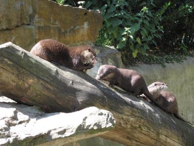 <img0*300:stuff/z/187594/Berlin%2520Zoo%2520Reference/286.JPG>