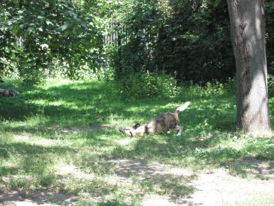 <img0*300:stuff/z/187594/Berlin%2520Zoo%2520Reference/304.JPG>