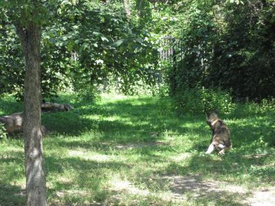 <img0*300:stuff/z/187594/Berlin%2520Zoo%2520Reference/305.JPG>