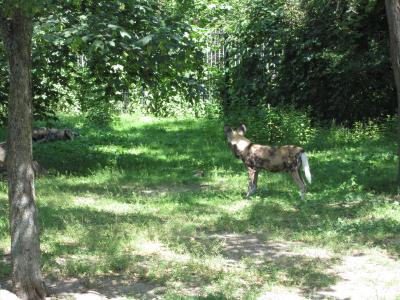 <img0*300:stuff/z/187594/Berlin%2520Zoo%2520Reference/306.JPG>