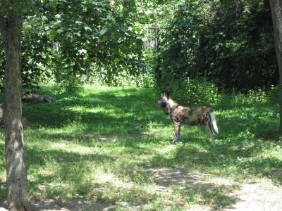 <img0*300:stuff/z/187594/Berlin%2520Zoo%2520Reference/307.JPG>