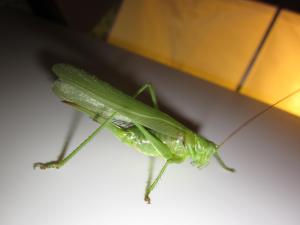 <img300*0:stuff/z/187594/Grasshopper%2520Reference/015.JPG>