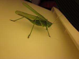 <img300*0:stuff/z/187594/Grasshopper%2520Reference/017.JPG>