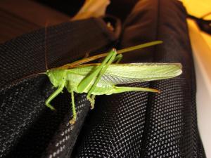 <img300*0:stuff/z/187594/Grasshopper%2520Reference/019.JPG>