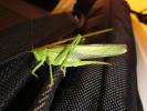 Katydid Reference