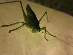 <img300*0:stuff/z/187594/Grasshopper%2520Reference/024.JPG>