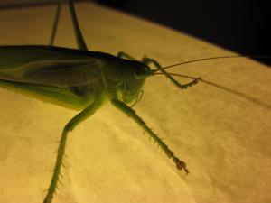<img300*0:stuff/z/187594/Grasshopper%2520Reference/026.JPG>