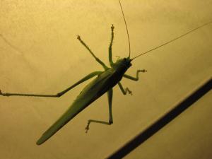 <img300*0:stuff/z/187594/Grasshopper%2520Reference/029.JPG>