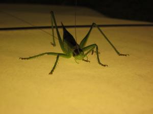 <img300*0:stuff/z/187594/Grasshopper%2520Reference/035.JPG>