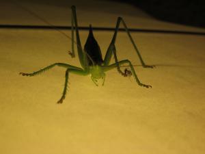 <img300*0:stuff/z/187594/Grasshopper%2520Reference/036.JPG>