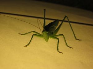 <img300*0:stuff/z/187594/Grasshopper%2520Reference/037.JPG>