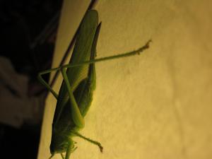 <img300*0:stuff/z/187594/Grasshopper%2520Reference/038.JPG>