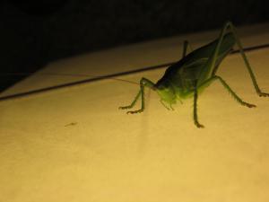 <img300*0:stuff/z/187594/Grasshopper%2520Reference/039.JPG>