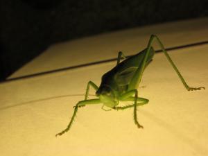 <img300*0:stuff/z/187594/Grasshopper%2520Reference/040.JPG>