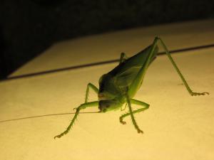 <img300*0:stuff/z/187594/Grasshopper%2520Reference/041.JPG>