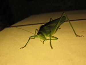 <img300*0:stuff/z/187594/Grasshopper%2520Reference/042.JPG>