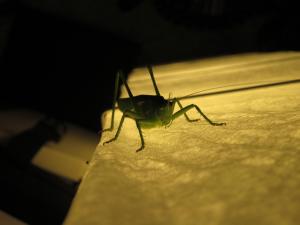 <img300*0:stuff/z/187594/Grasshopper%2520Reference/050.JPG>