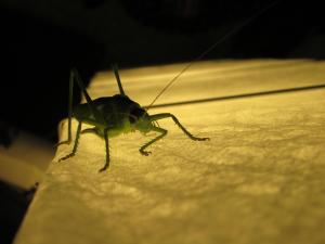 <img300*0:stuff/z/187594/Grasshopper%2520Reference/051.JPG>