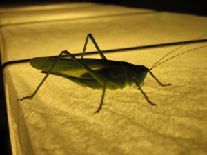 <img300*0:stuff/z/187594/Grasshopper%2520Reference/053.JPG>