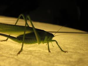<img300*0:stuff/z/187594/Grasshopper%2520Reference/054.JPG>