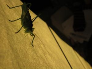 <img300*0:stuff/z/187594/Grasshopper%2520Reference/055.JPG>
