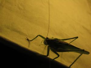<img300*0:stuff/z/187594/Grasshopper%2520Reference/056.JPG>
