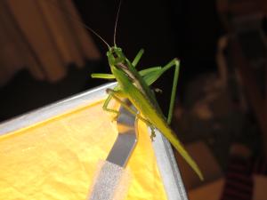 <img300*0:stuff/z/187594/Grasshopper%2520Reference/057.JPG>
