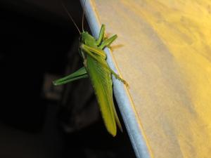 <img300*0:stuff/z/187594/Grasshopper%2520Reference/060.JPG>