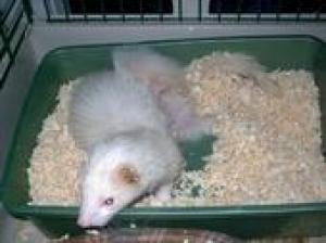 <img300*0:stuff/z/188328/The%2520Black%2527s%2520Family%2520and%2520Pets/i1265356698_13.jpg>