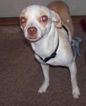 <img300*0:stuff/z/188328/The%2520Black%2527s%2520Family%2520and%2520Pets/i1265356698_2.jpg>