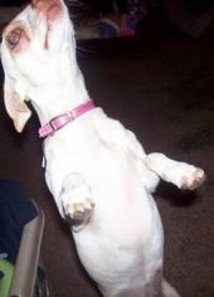 <img300*0:stuff/z/188328/The%2520Black%2527s%2520Family%2520and%2520Pets/i1265356698_5.jpg>
