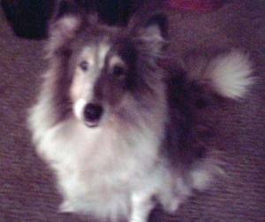 <img300*0:stuff/z/188328/The%2520Black%2527s%2520Family%2520and%2520Pets/i1265356698_9.jpg>