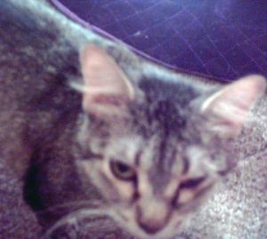 <img300*0:stuff/z/188328/The%2520Black%2527s%2520Family%2520and%2520Pets/i1265356699_36.jpg>