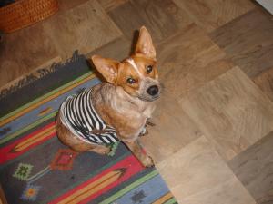 <img300*0:stuff/z/191025/Mary%2520Cricket%2520Halloween%25202011/i1319997935_5.jpg>