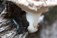 <img:http://elftown.heddate.com/stuff/z/20192/Mushie%2520Bug/i1267582905_7.jpg?y=0&x=200>