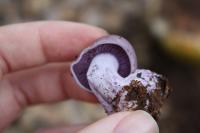 <img200*0:stuff/z/20192/Mushie%2520Purple/i1267510453_10.jpg>