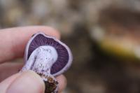 <img200*0:stuff/z/20192/Mushie%2520Purple/i1267510453_13.jpg>