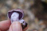 <img:http://elftown.heddate.com/stuff/z/20192/Mushie%2520Purple/i1267510453_4.jpg?y=0&x=200>