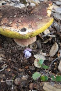 <img200*0:stuff/z/20192/Mushie%2520Purple/i1267510453_9.jpg>