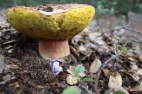 <img200*0:stuff/z/20192/Mushie%2520Purple/i1267510454_15.jpg>