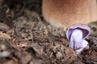 <img200*0:stuff/z/20192/Mushie%2520Purple/i1267510454_19.jpg>