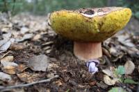 <img200*0:stuff/z/20192/Mushie%2520Purple/i1267510454_21.jpg>