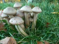 <img:http://elftown.heddate.com/stuff/z/20192/Mushroom%2520True%2520Stock%2520II/i1267508333_10.jpg?y=0&x=200>