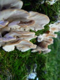 <img200*0:stuff/z/20192/Mushroom%2520True%2520Stock%2520II/i1267508333_15.jpg>