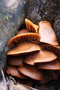 <img200*0:stuff/z/20192/Mushroom%2520True%2520Stock%2520II/i1267508333_5.jpg>