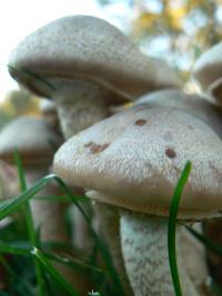 <img200*0:stuff/z/20192/Mushroom%2520True%2520Stock%2520II/i1267508333_6.jpg>
