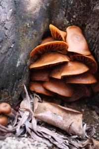 <img200*0:stuff/z/20192/Mushroom%2520True%2520Stock%2520II/i1267508333_7.jpg>