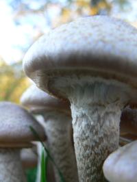 <img200*0:stuff/z/20192/Mushroom%2520True%2520Stock%2520II/i1267508333_8.jpg>