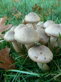 <img200*0:stuff/z/20192/Mushroom%2520True%2520Stock%2520II/i1267508334_17.jpg>