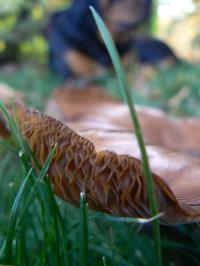 <img200*0:stuff/z/20192/Mushroom%2520True%2520Stock%2520II/i1267508334_18.jpg>
